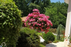 Angela, Barbara Prelčić Juretić