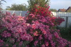 Angela, Melita Homa, Osijek