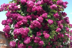 Blue Magenta, Silvana Vuković, Sv. Ivan Zelina