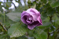 Blue for You, Ivana Šibenik, Budaševo