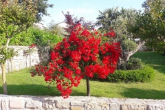 Bodenabend, Mara Lubiana