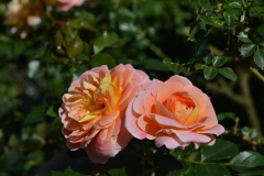 Concerto, Ivana Šibenik, Budaševo