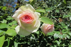 Eden Rose, Tereza Maslač