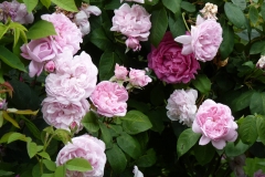 Fantin Latour, Mateja Kardaš, Petrinja