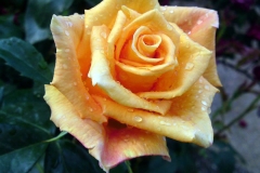 Gold Monica, Ivana Radan