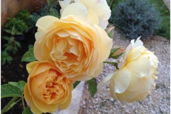 Graham Tomas, Ana Pivac