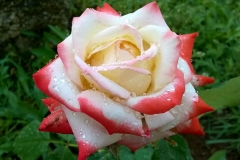 Imperatrice Farah, Ilenija Krtić Sirotić, Grožnjan