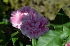 Jacques Cartier, Ivana Šibenik, Budaševo