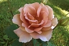 Julia's Rose, Ilenija Krtić Sirotić, Grožnjan