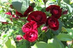 Lavaglut, Tereza Maslač