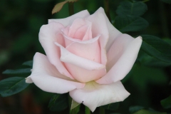 Märchenkönigin, Ana Šego