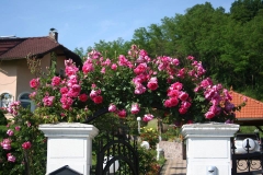 Parade, Jasminka Malčić, Ivanec