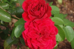 Red Leonardo da Vinci, Silvana Goja, Ugljan