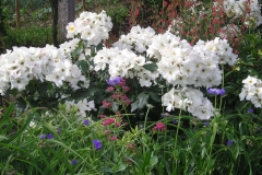 Sally Holmes, Dragica Kaurić, Sally Holmes