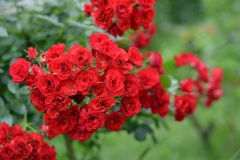 Scarlet Meillandecor, Ivana Šibenik, Budaševo