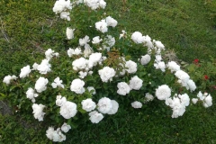 Swany, Silvija Vugrinec