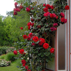 Penjačice tipa climber